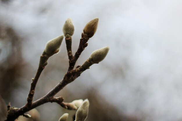 close-up of flower buds growing on tree