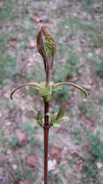 Photo close-up of flower buds