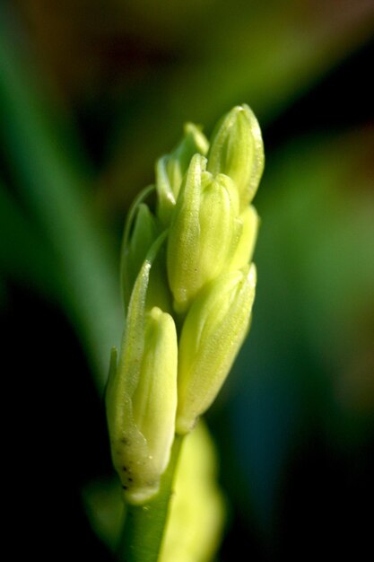 Photo close-up of flower buds