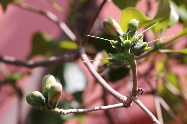 Photo close-up of flower buds