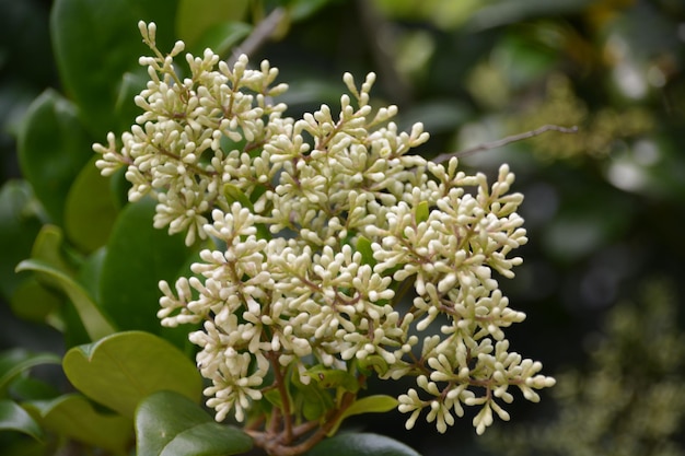 Photo close-up of flower buds