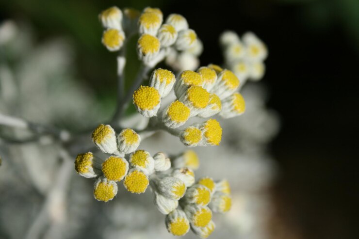 Photo 花の芽のクローズアップ