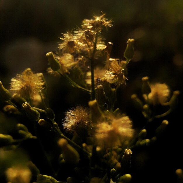 Foto prossimo piano dei boccioli dei fiori