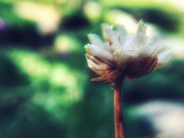 Close-up of flower buds