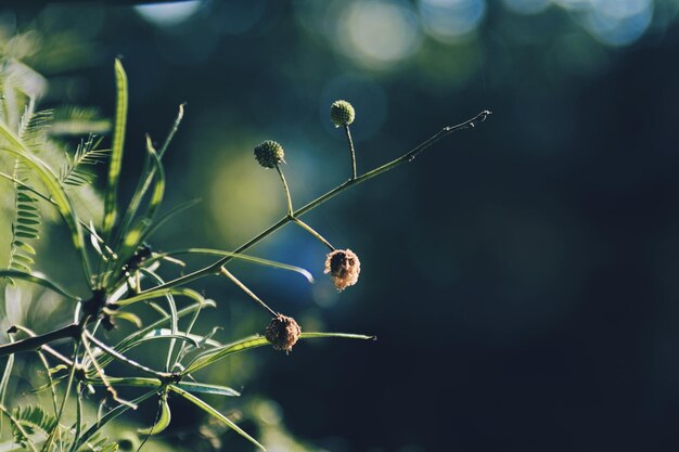 Foto prossimo piano dei boccioli dei fiori