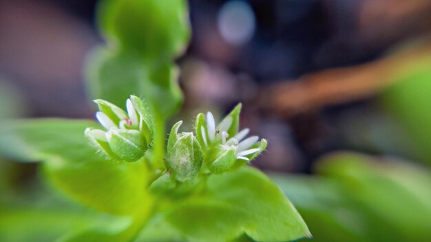 Foto prossimo piano dei boccioli dei fiori