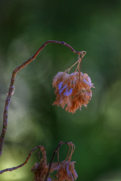 Close-up of flower buds