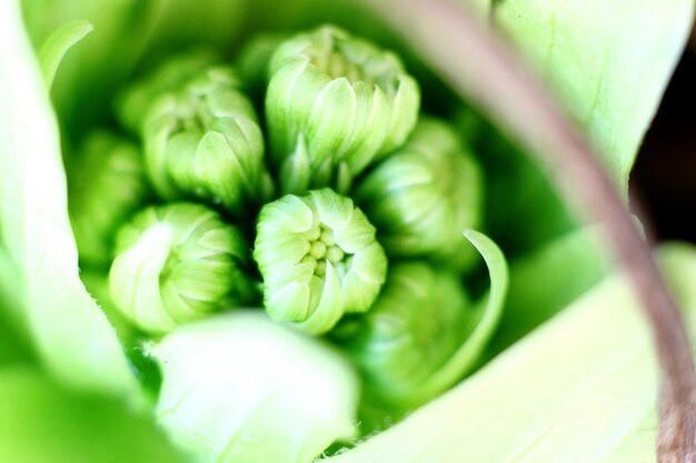 Photo close-up of flower buds