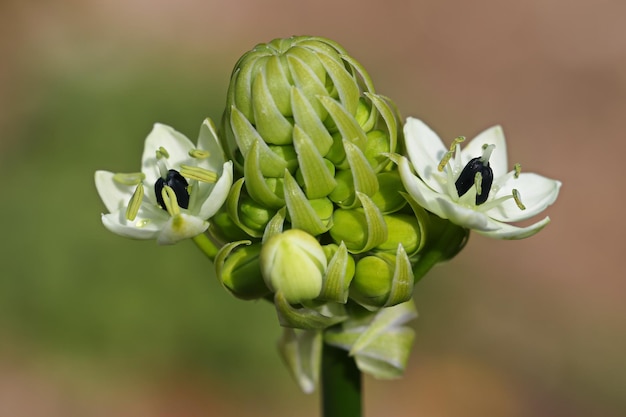 Foto prossimo piano dei boccioli dei fiori