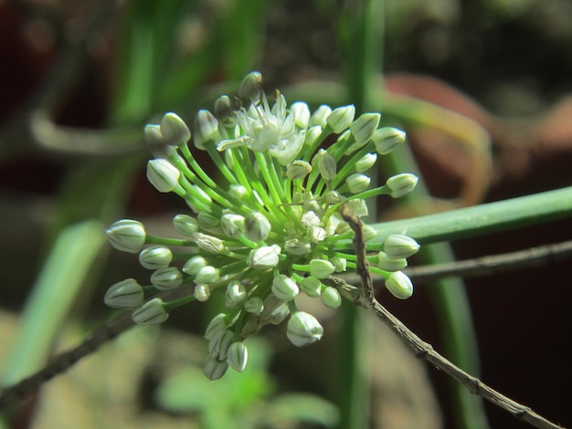 Foto prossimo piano dei boccioli dei fiori