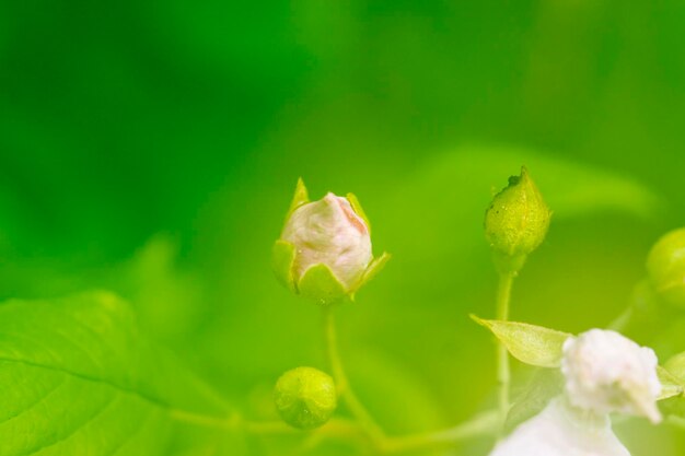 花のつぼみのクローズアップ