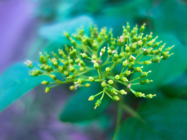 Photo close-up of flower buds