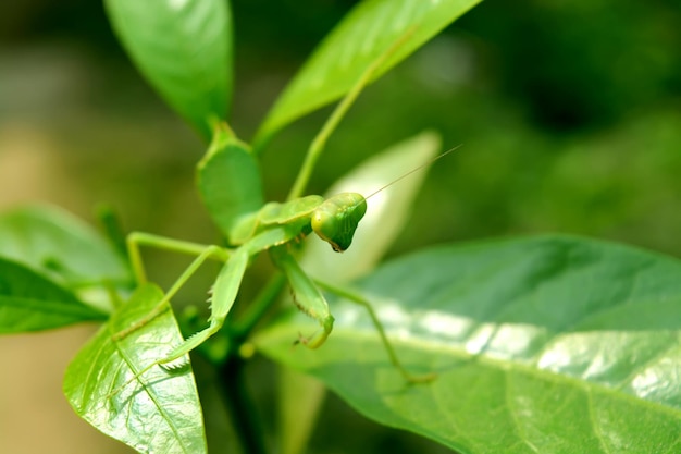 Close-up of flower buds