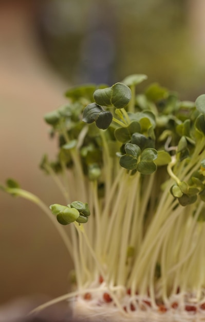 Foto prossimo piano dei boccioli dei fiori