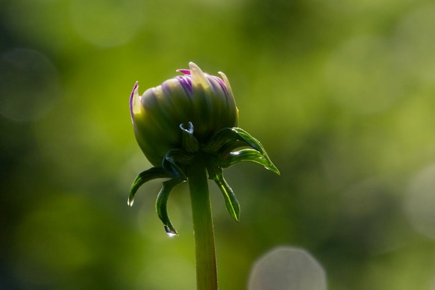 花の芽のクローズアップ