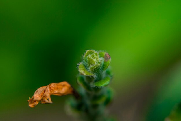 Close-up of flower buds