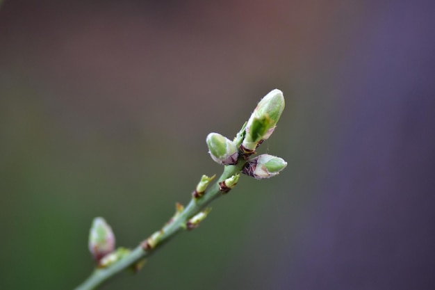 Photo close-up of flower buds