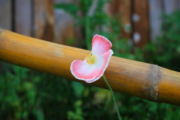 Photo close-up of flower by bamboo