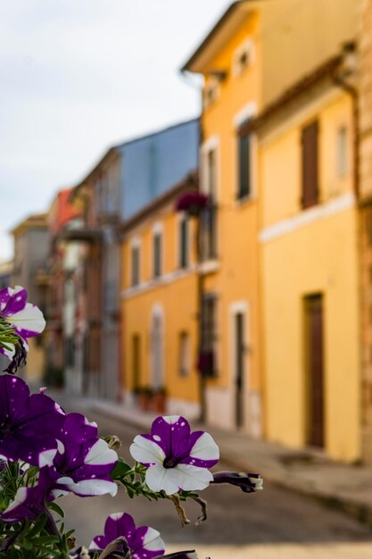 Foto close-up di un fiore in città contro il cielo