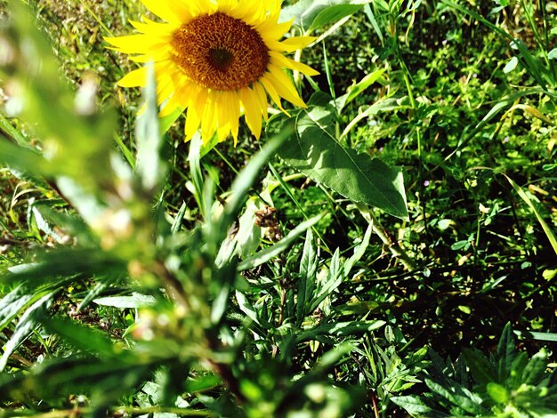 Foto prossimo piano di un fiore sul campo