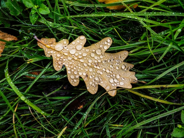 Foto prossimo piano di un fiore sul campo