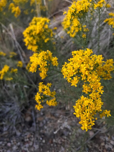 Close-up of flower in field