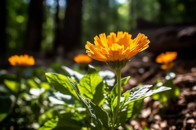 A close up of a flower in a forest