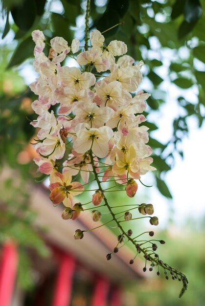 庭のクローズアップ花