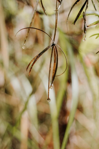 Foto prossimo piano di un fiore che cresce in campo