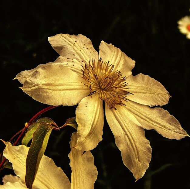 Foto prossimo piano di un fiore che cresce in campo