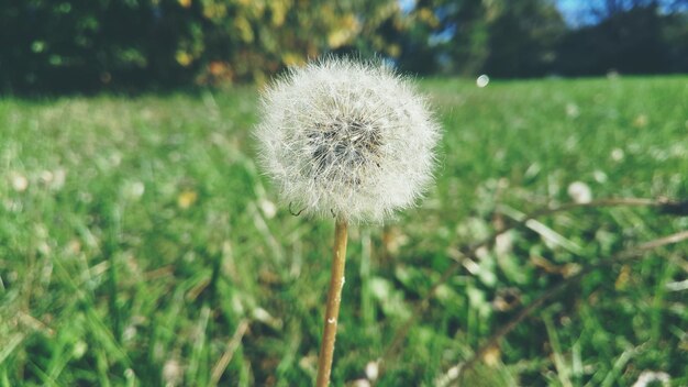 Close-up of flower growing in field