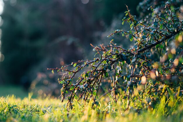 Close-up of flower growing on field