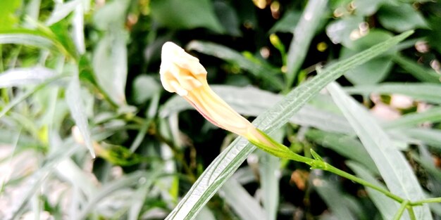 Close-up of flower growing on field