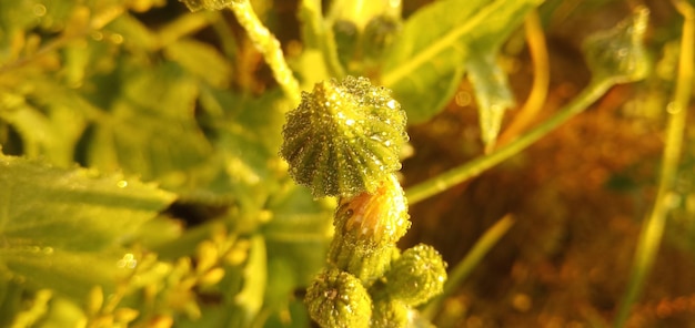 Close-up of flower growing on field