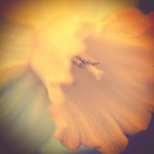 Photo close-up of flower growing outdoors