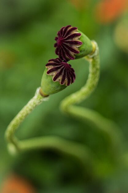 Foto close-up di un fiore che cresce all'aperto