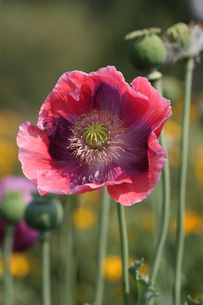 Photo close-up of flower growing at park