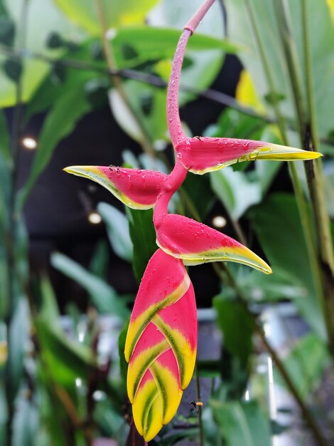 Close-up of flower growing on plant