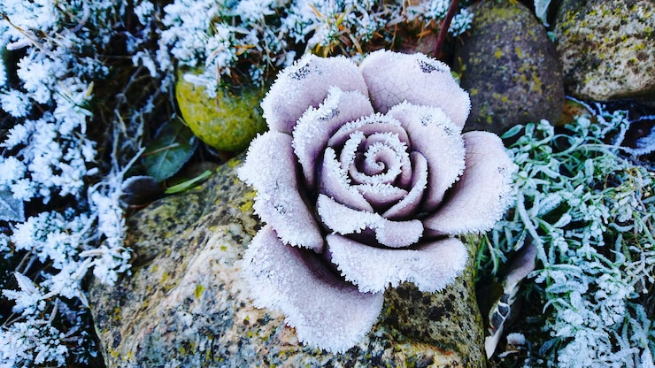 Photo 植物の上で成長する花のクローズアップ