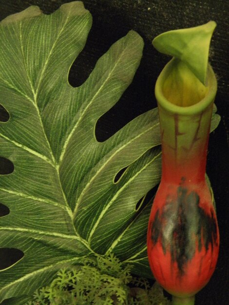 Photo close-up of flower growing on plant