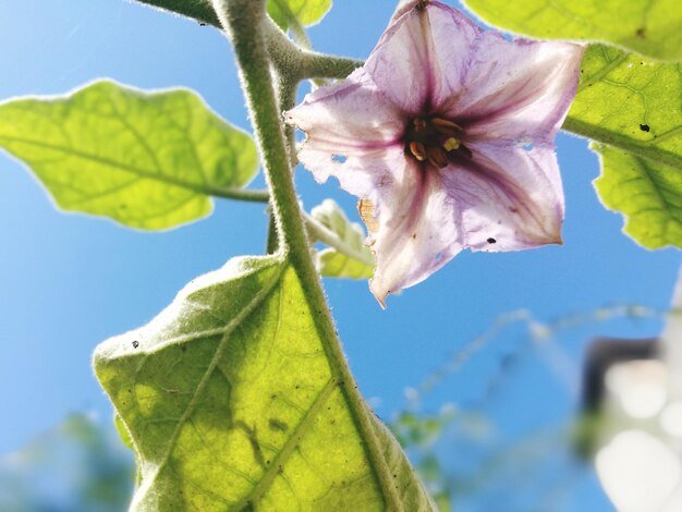 天空を背景に木の上で成長する花のクローズアップ