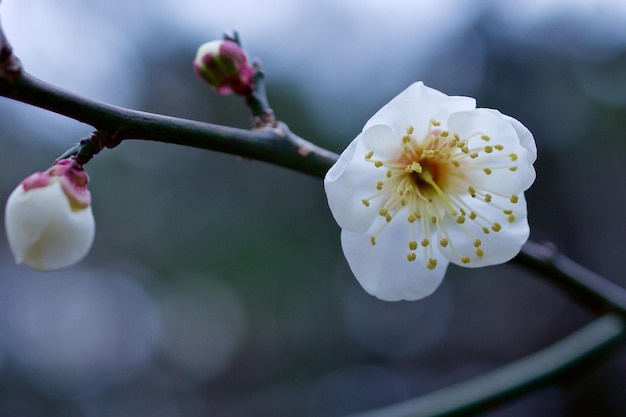 close-up of flower growing on tree