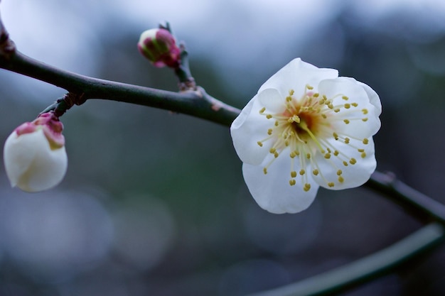 Photo close-up of flower growing on tree