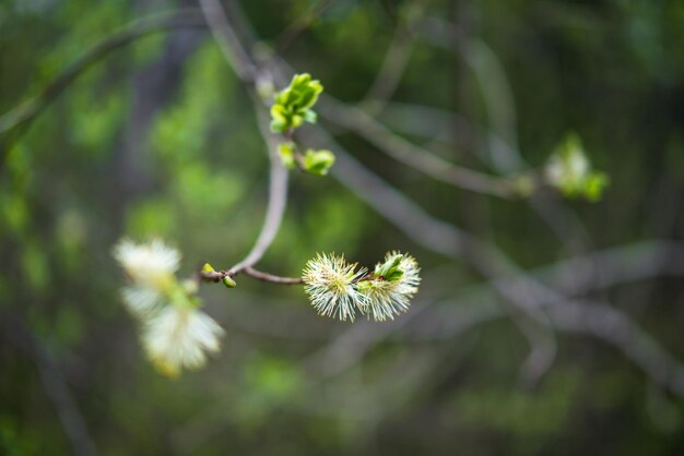 Photo close-up of flower growing on tree