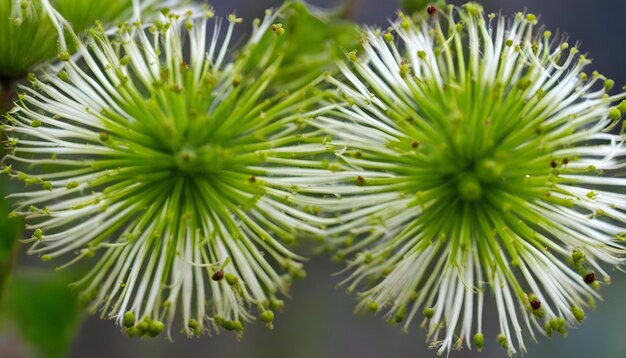 Photo a close up of a flower head with the green buds