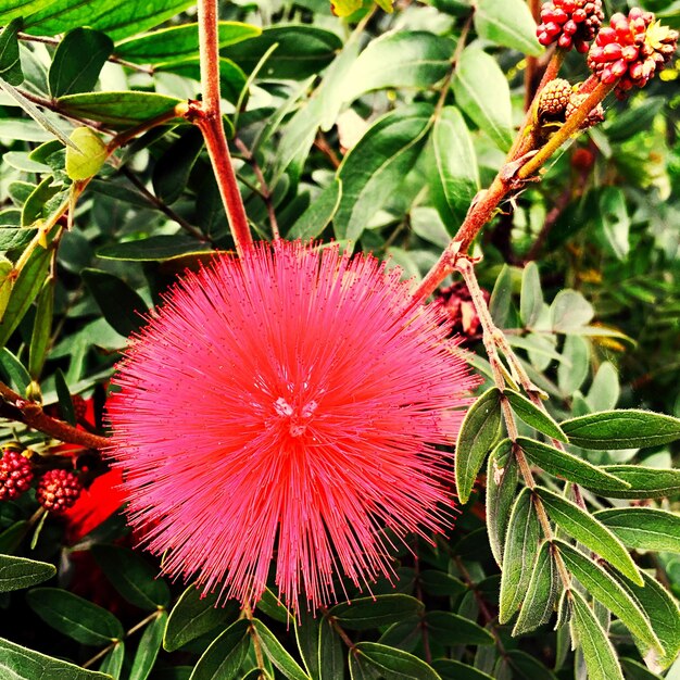 Foto close-up di fiori e foglie