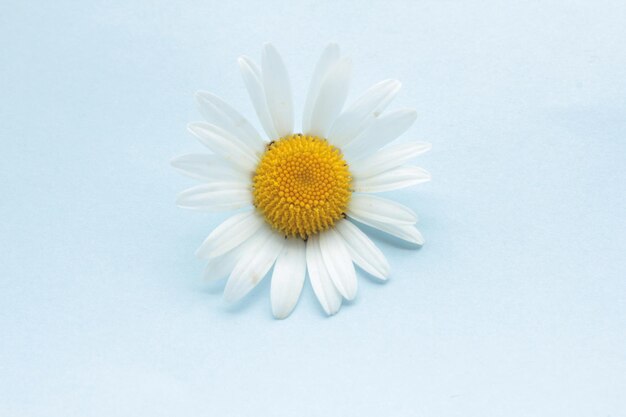 Photo close-up of flower over light blue background