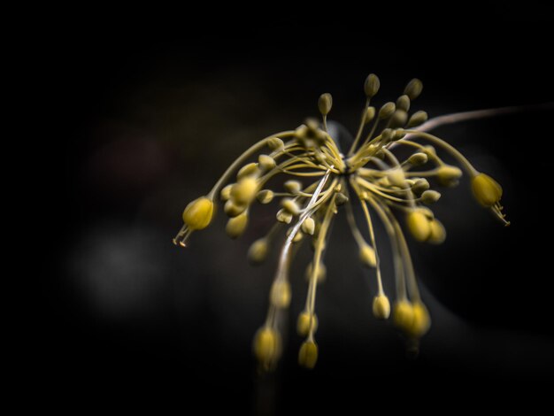 外の花のクローズアップ