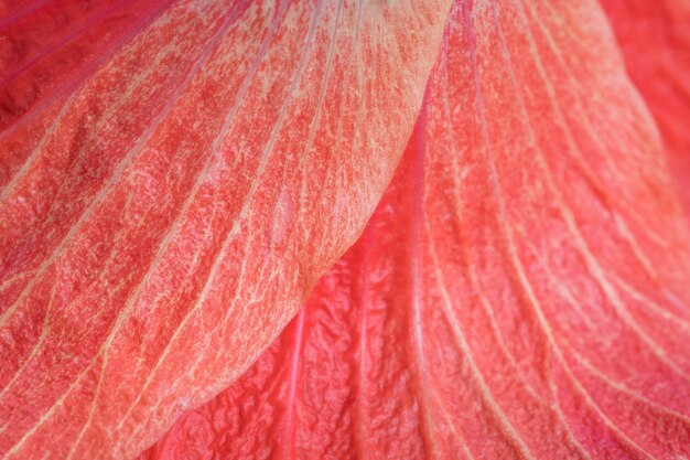 close up of flower petals