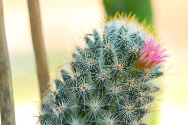 Close-Up flower pink cactus on green blurred background.